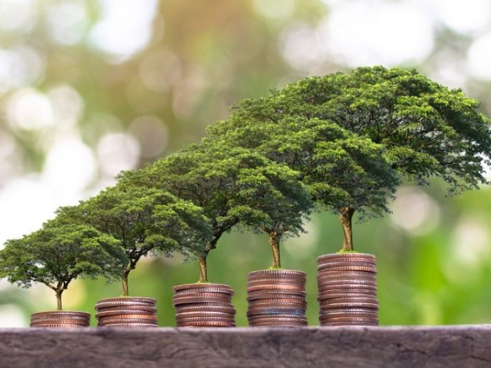 Ngành gỗ Việt Nam và cơ hội từ thị trường carbon